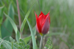 Tulipa suaveolens