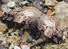 Mylon zephus