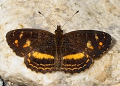 Telenassa berenice