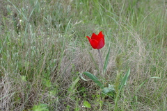 Tulipa suaveolens