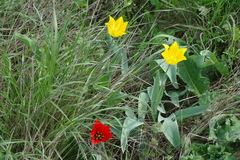 Tulipa suaveolens