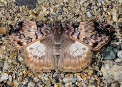 Mylon zephus