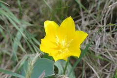 Tulipa suaveolens