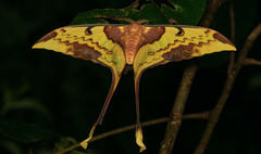 Actias maenas