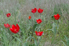 Tulipa suaveolens