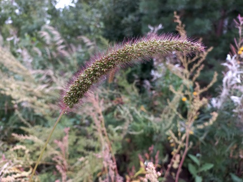 giant foxtail