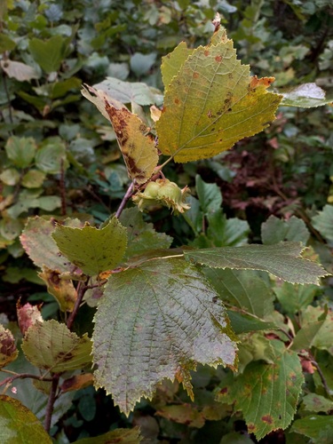 asian hazel