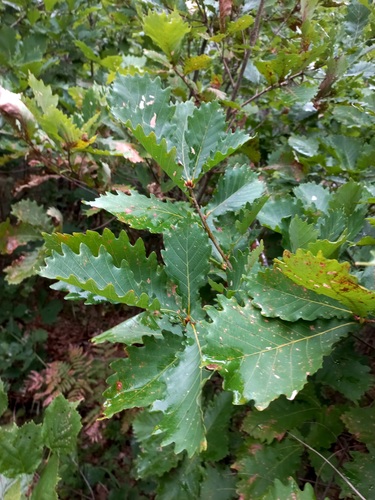 Mongolian Oak