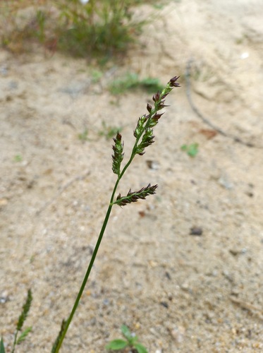 barnyardgrass