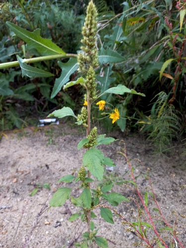 Redroot Amaranth