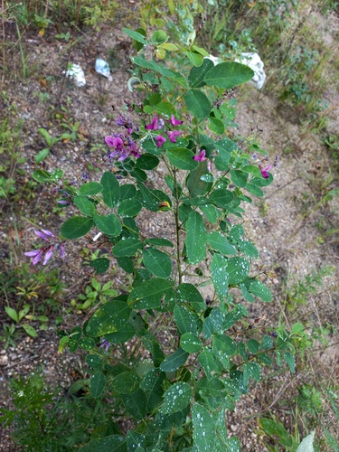 shrub lespedeza