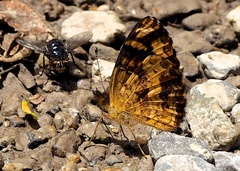 Telenassa berenice