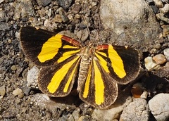 Heterusia