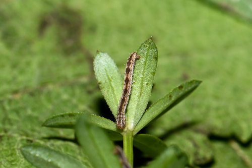 Tawny Speckled Pug, Sattnitz-Postranig, photo 2 of 10