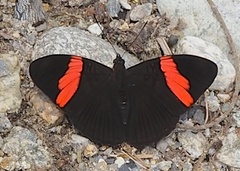 Adelpha lycorias
