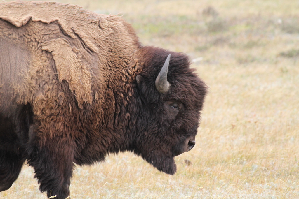 Plains Bison from Improvement District No. 4, AB T0K, Canada on ...