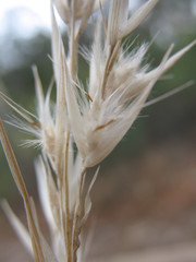 Rytidosperma fulvum