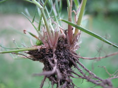 Plinthanthesis rodwayi