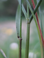 Plinthanthesis rodwayi