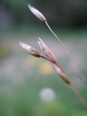 Plinthanthesis rodwayi