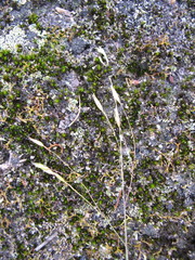 Plinthanthesis rodwayi