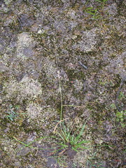 Plinthanthesis rodwayi