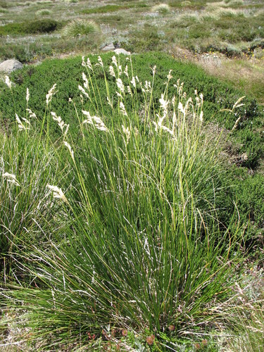 Image of Chionochloa frigida by (c) Michael D. Pirie, some rights reserved (CC BY)