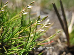Rytidosperma australe