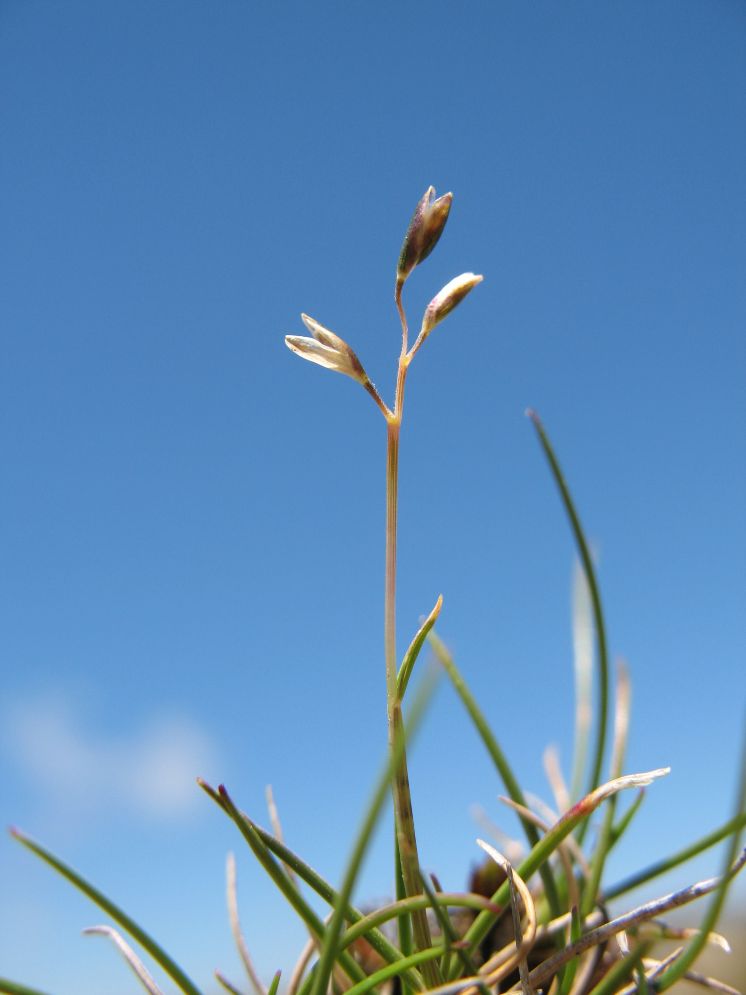 Rytidosperma australe