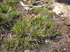 Rytidosperma australe