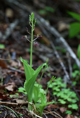 Liparis campylostalix