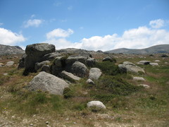 Rytidosperma nudiflorum