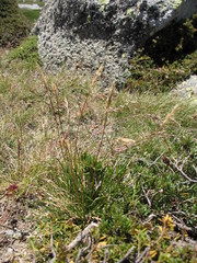 Rytidosperma nudiflorum