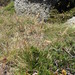 Alpine Wallaby-Grass - Photo (c) Michael D. Pirie, some rights reserved (CC BY), uploaded by Michael D. Pirie