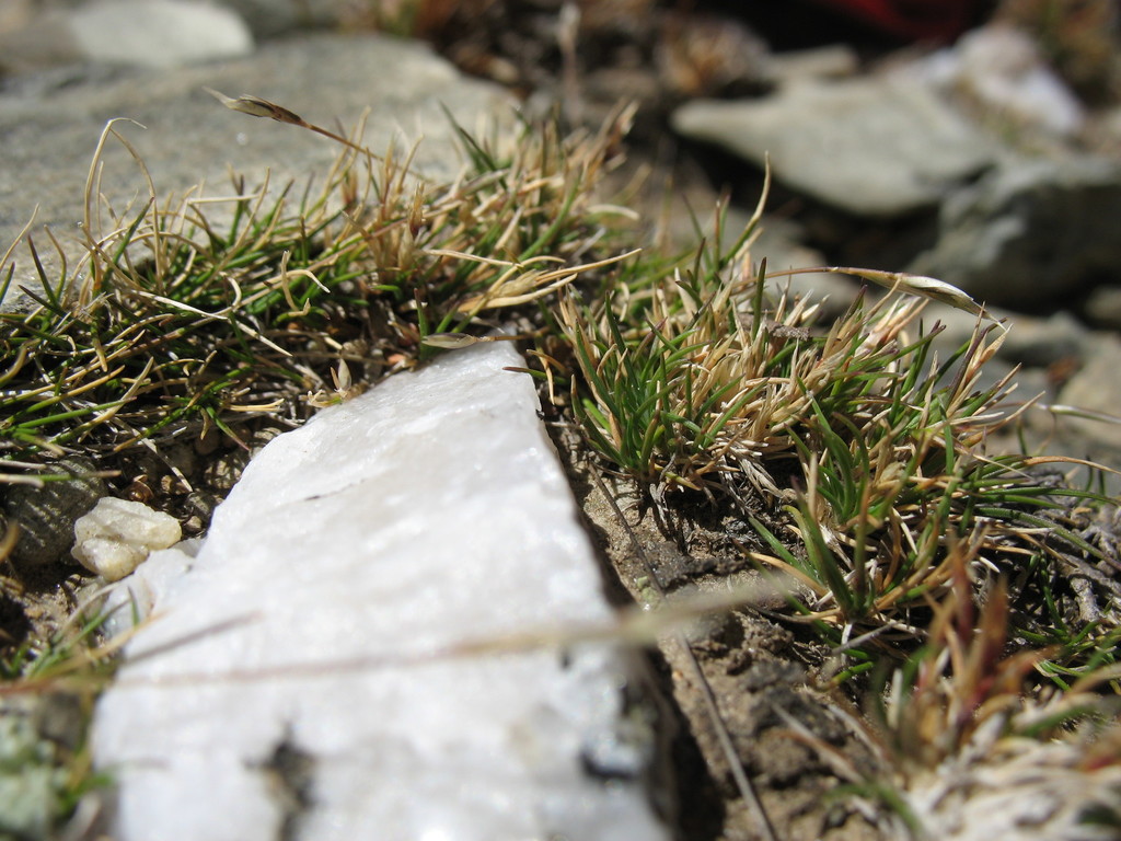 feldmark grass