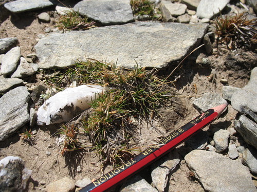 Image of Rytidosperma pumilum by (c) Michael D. Pirie, some rights reserved (CC BY)
