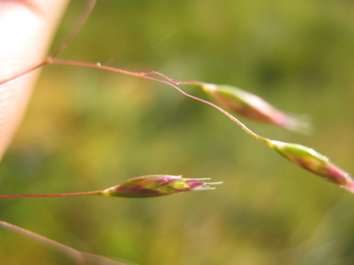 Rytidosperma vickeryae