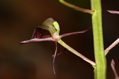 Liparis campylostalix