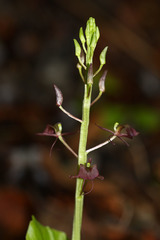 Liparis campylostalix