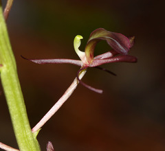 Liparis campylostalix