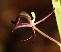 Liparis campylostalix