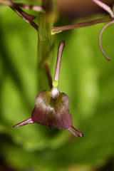 Liparis campylostalix