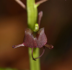 Liparis campylostalix