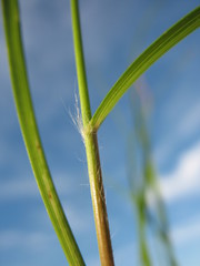 Rytidosperma gracile