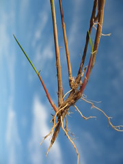 Rytidosperma gracile