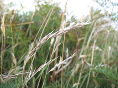 Rytidosperma gracile