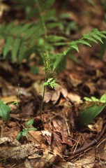 Botrychium angustisegmentum