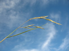 Rytidosperma gracile