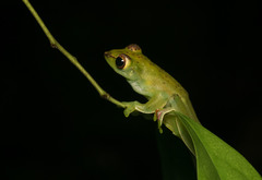 Zhangixalus prominanus