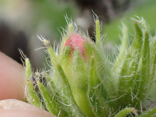 Asphondylia echii